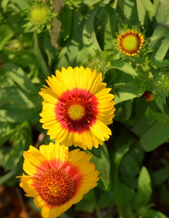 Gaillardia aristata 'Mesa jaune bicolore' (2)